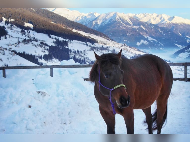 Appaloosa Giumenta 15 Anni 155 cm Baio in Brixen