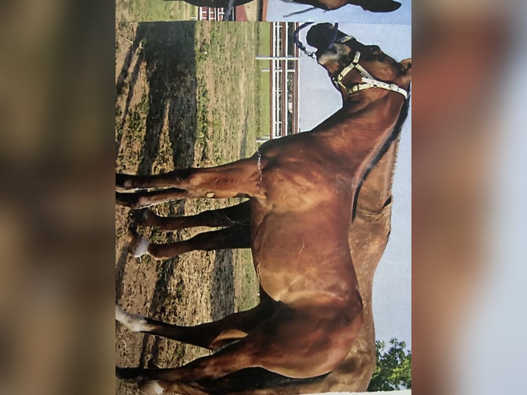 Appaloosa Giumenta 15 Anni 155 cm Baio in Brixen