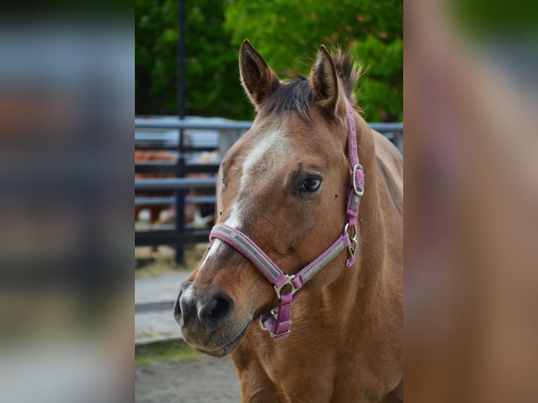 Appaloosa Giumenta 15 Anni 155 cm Baio in Unterletzen