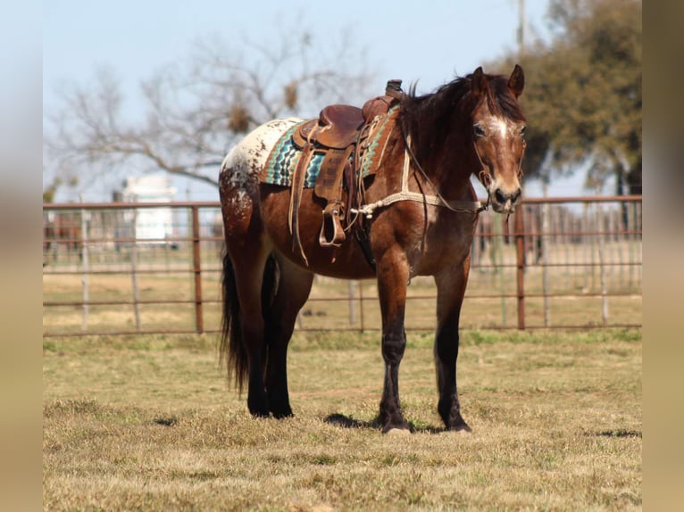 Appaloosa Giumenta 15 Anni 165 cm Baio ciliegia in Stephenville TX