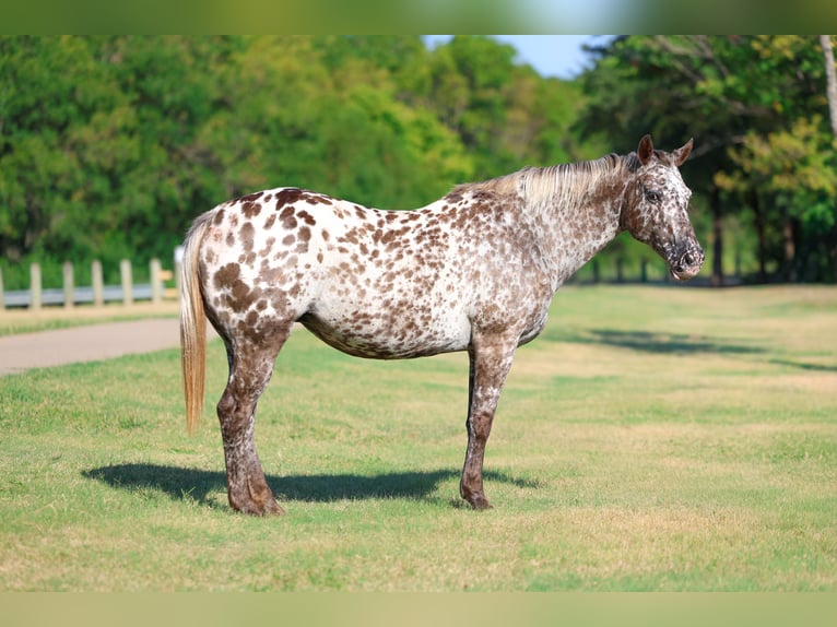 Appaloosa Giumenta 15 Anni  in Terrell