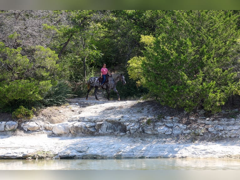 Appaloosa Giumenta 15 Anni  in Terrell