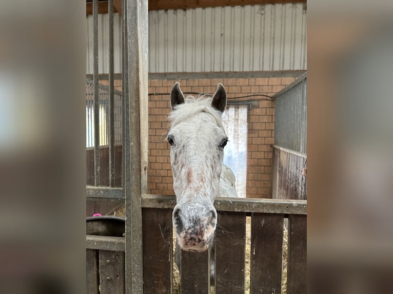 Appaloosa Giumenta 16 Anni 137 cm  in Rheinfelden