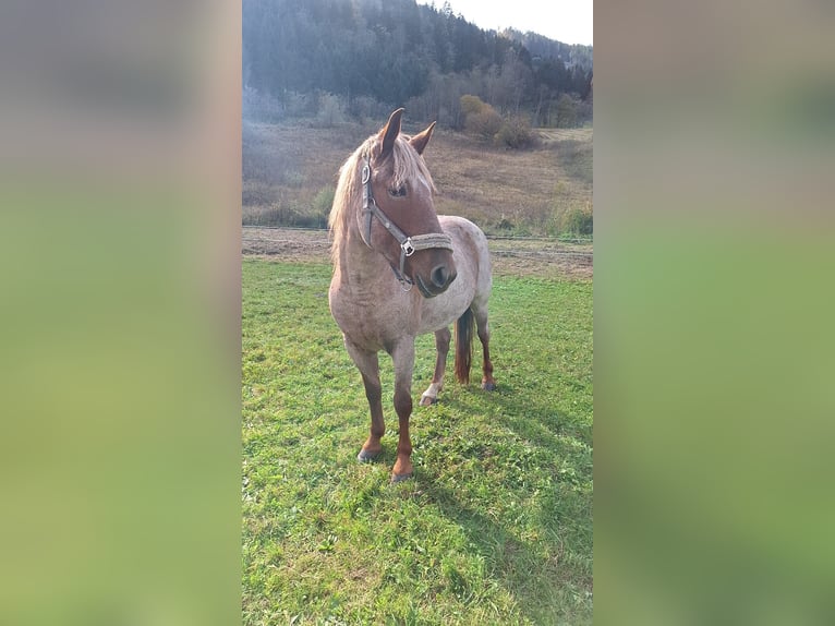 Appaloosa Mix Giumenta 16 Anni 143 cm Roano rosso in Donnersbach, Steiermark