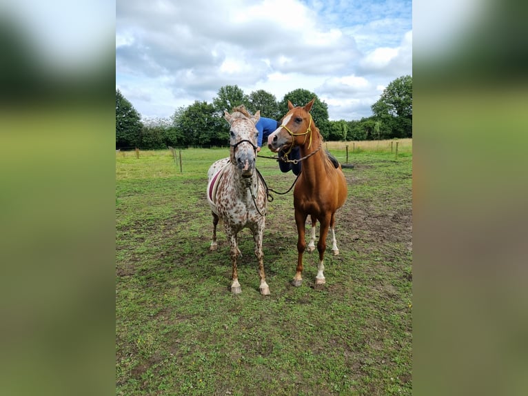 Appaloosa Giumenta 16 Anni 155 cm Sauro scuro in Brasschaat