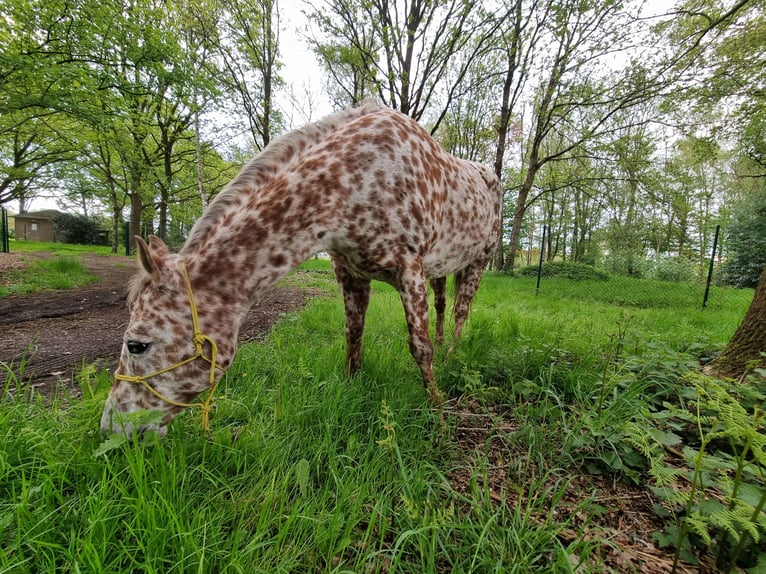 Appaloosa Giumenta 16 Anni 155 cm Sauro scuro in Brasschaat