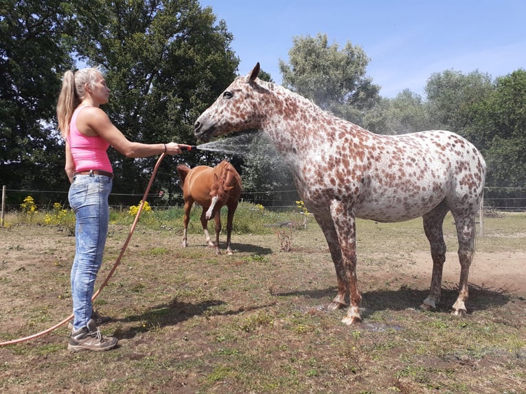 Appaloosa Giumenta 16 Anni 155 cm Sauro scuro in Brasschaat