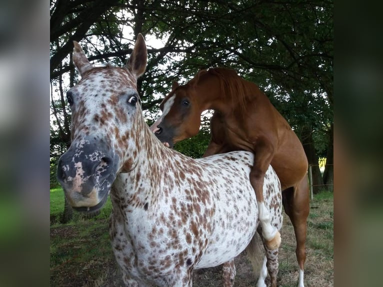 Appaloosa Giumenta 16 Anni 155 cm Sauro scuro in Brasschaat