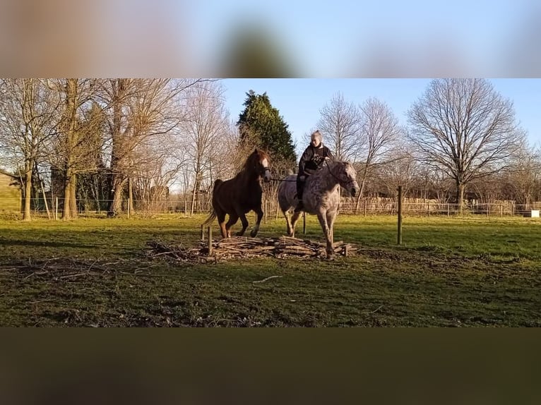 Appaloosa Giumenta 16 Anni 155 cm Sauro scuro in Brasschaat