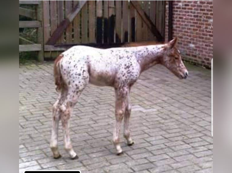 Appaloosa Giumenta 16 Anni 155 cm Sauro scuro in Brasschaat