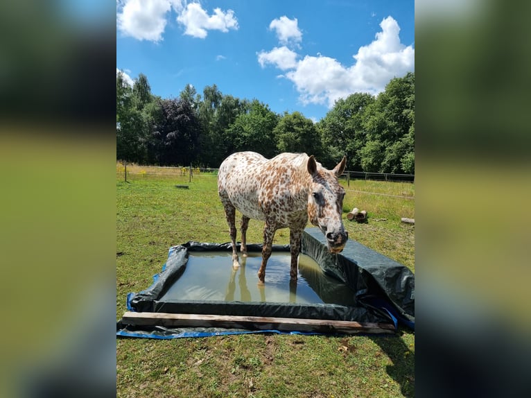 Appaloosa Giumenta 16 Anni 155 cm Sauro scuro in Brasschaat