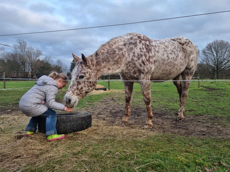 Appaloosa Giumenta 16 Anni 155 cm Sauro scuro in Brasschaat