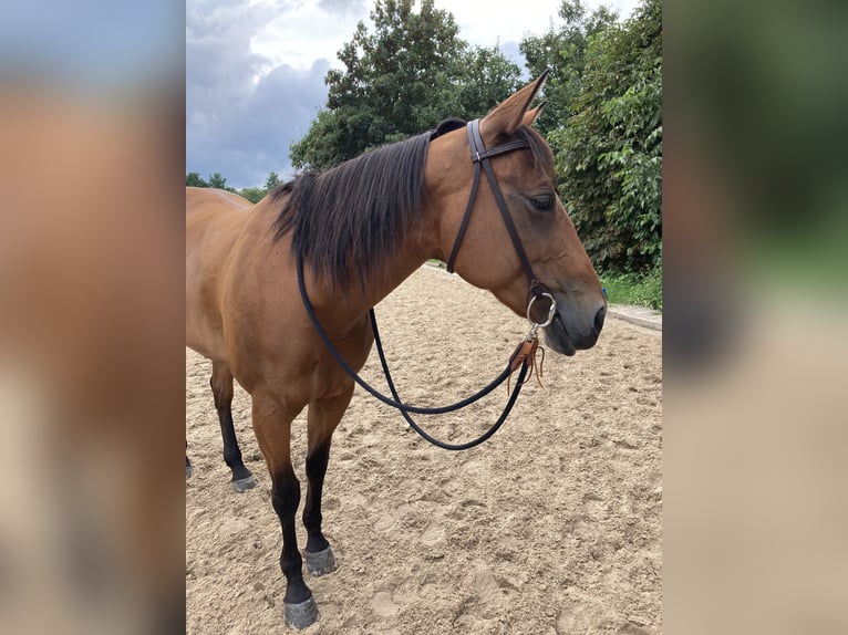 Appaloosa Giumenta 16 Anni 156 cm Baio in Willich