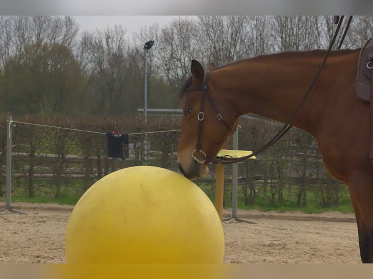 Appaloosa Giumenta 16 Anni 156 cm Baio in Willich