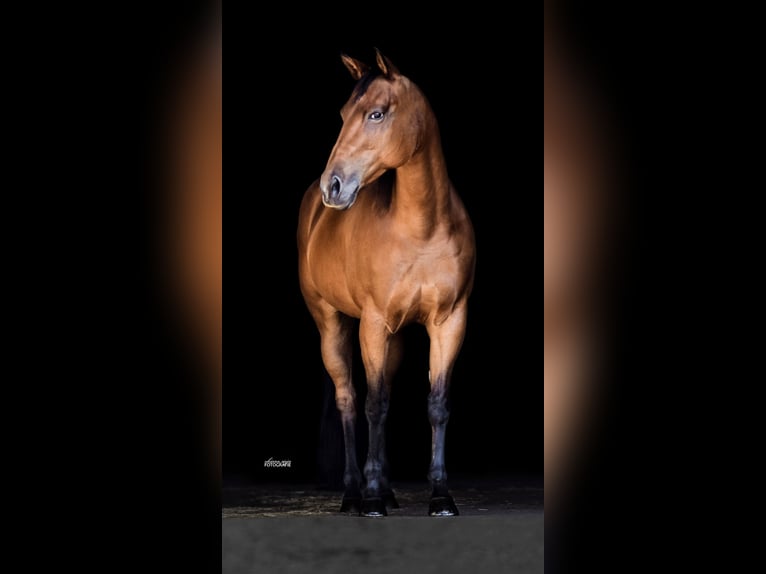 Appaloosa Giumenta 16 Anni 156 cm Baio in Willich