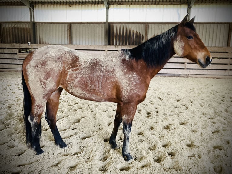 Appaloosa Giumenta 16 Anni 156 cm Baio in Willich