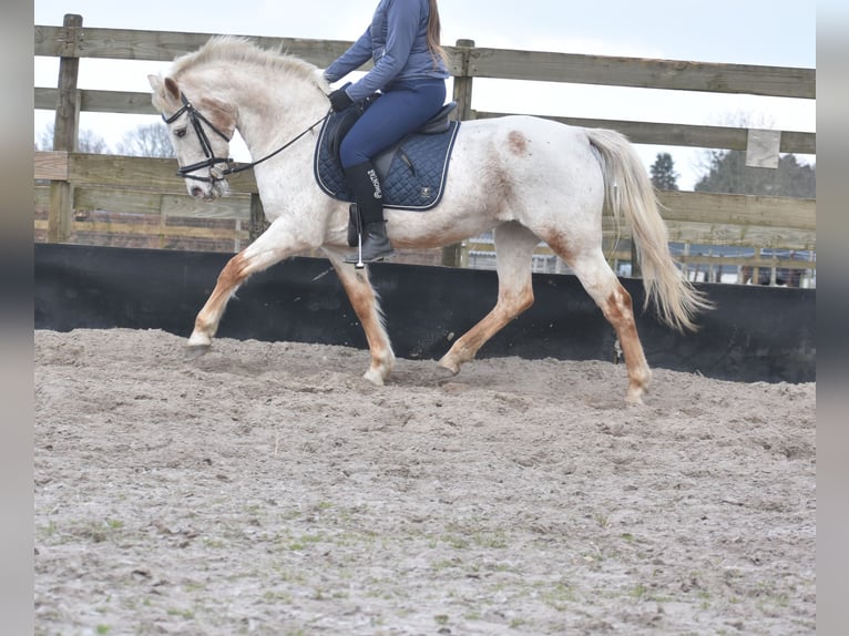 Appaloosa Giumenta 17 Anni 148 cm Roano rosso in Achtmaal