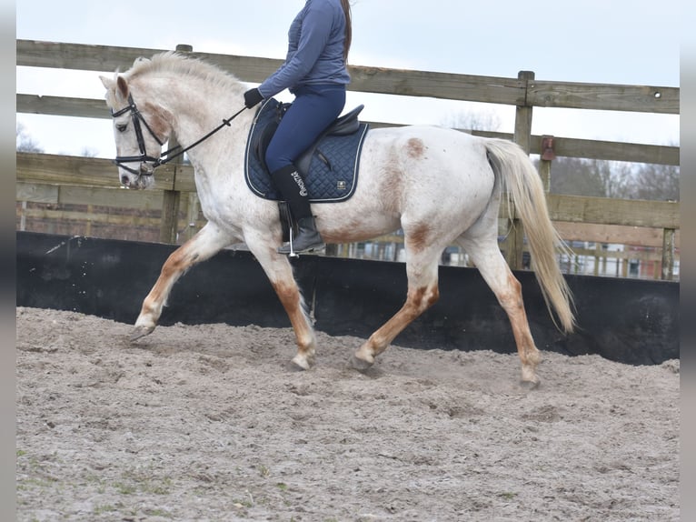 Appaloosa Giumenta 17 Anni 148 cm Roano rosso in Achtmaal