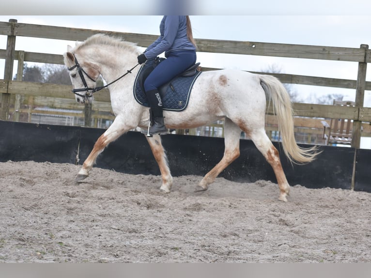 Appaloosa Giumenta 17 Anni 148 cm Roano rosso in Achtmaal