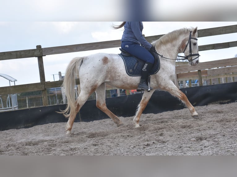 Appaloosa Giumenta 17 Anni 148 cm Roano rosso in Achtmaal