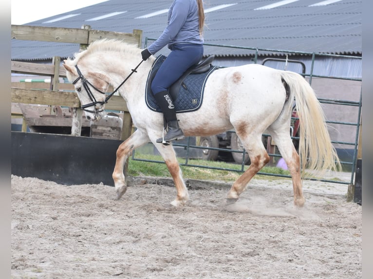 Appaloosa Giumenta 17 Anni 148 cm Roano rosso in Achtmaal