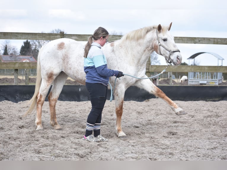 Appaloosa Giumenta 17 Anni 148 cm Roano rosso in Achtmaal