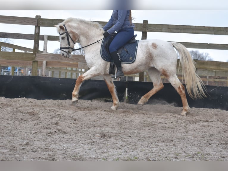 Appaloosa Giumenta 17 Anni 148 cm Roano rosso in Achtmaal