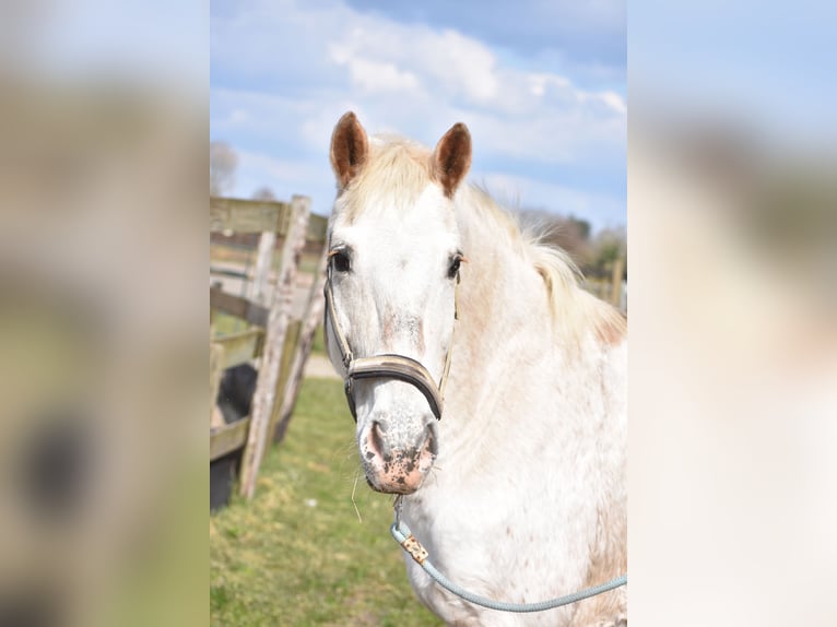 Appaloosa Giumenta 17 Anni 148 cm Roano rosso in Achtmaal