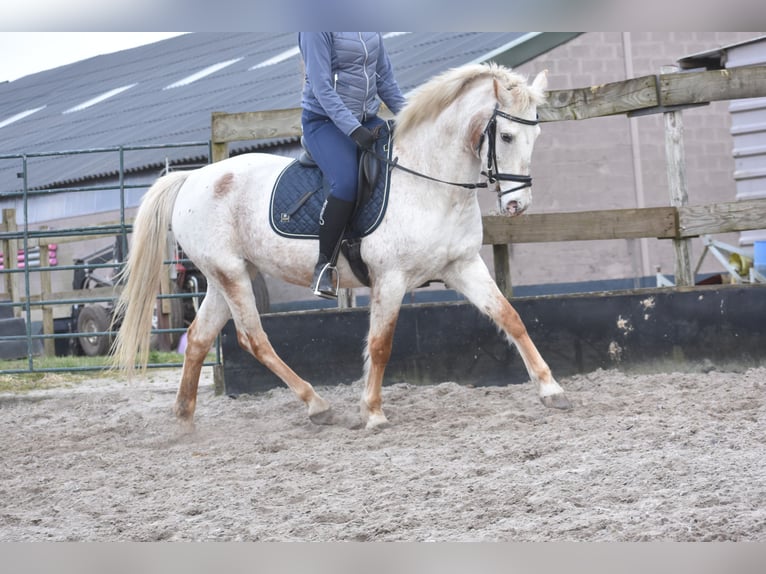 Appaloosa Giumenta 17 Anni 148 cm Roano rosso in Achtmaal