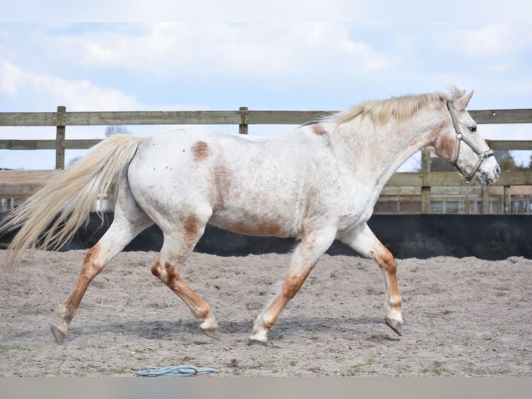 Appaloosa Giumenta 17 Anni 148 cm Roano rosso in Achtmaal