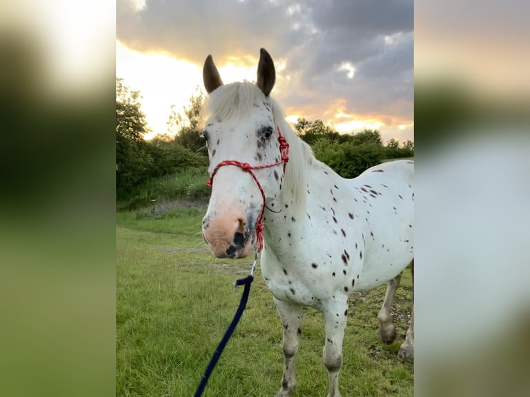 Appaloosa Mix Giumenta 17 Anni 163 cm Leopard in Wheelton