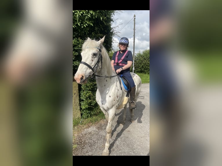 Appaloosa Mix Giumenta 17 Anni 163 cm Leopard in Wheelton