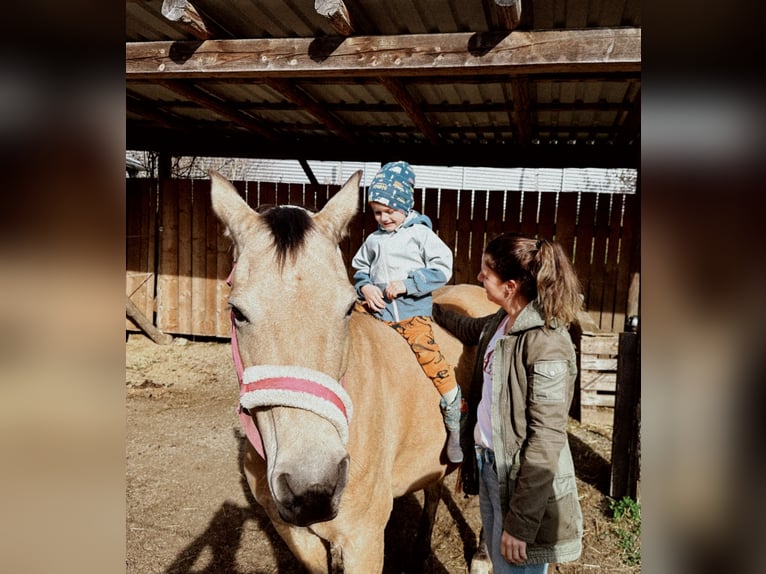 Appaloosa Mix Giumenta 17 Anni Pelle di daino in Birkfeld