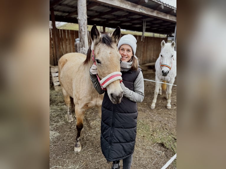 Appaloosa Mix Giumenta 17 Anni Pelle di daino in Birkfeld