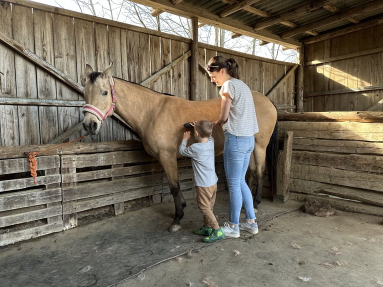 Appaloosa Mix Giumenta 17 Anni Pelle di daino in Birkfeld