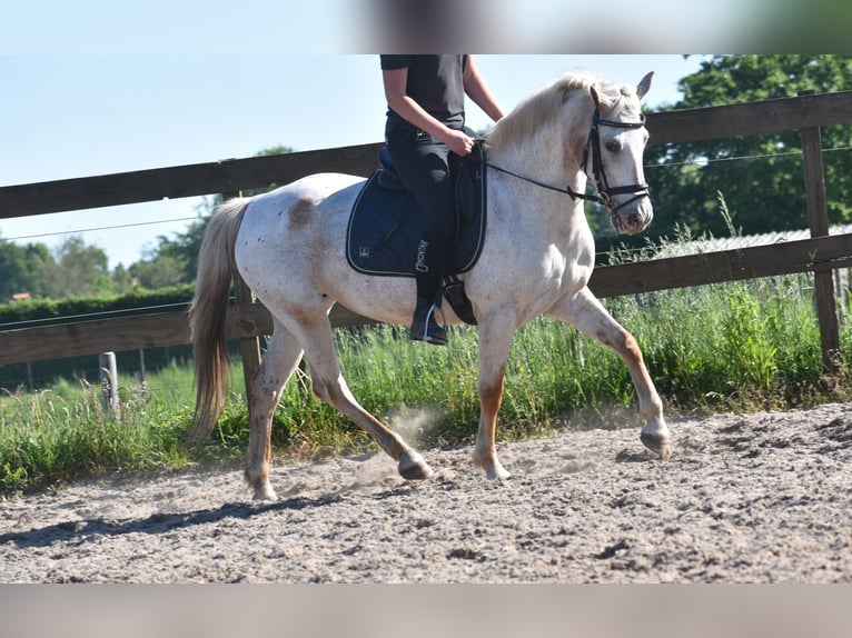 Appaloosa Giumenta 18 Anni 148 cm Roano rosso in Achtmaal