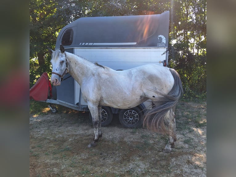 Appaloosa Giumenta 18 Anni 150 cm Baio roano in Tulln