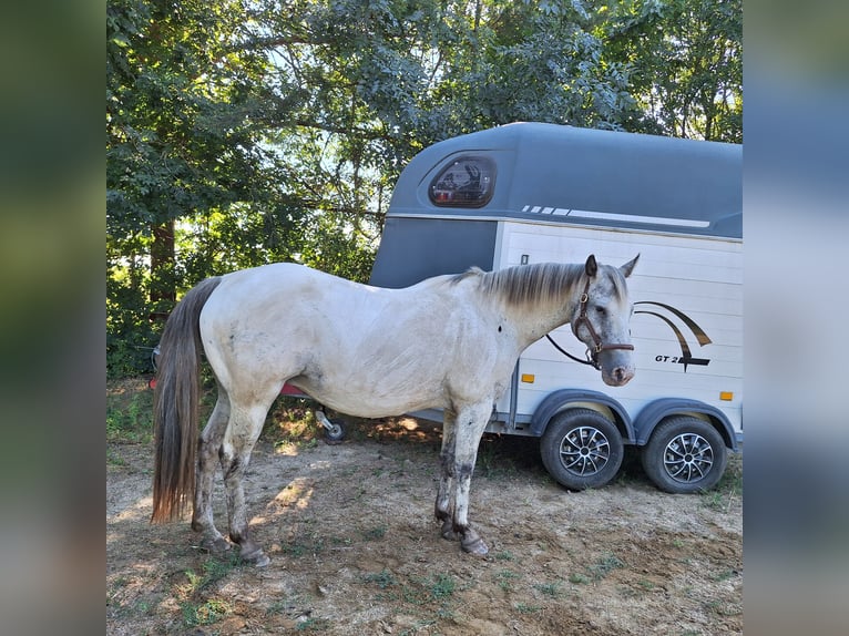 Appaloosa Giumenta 18 Anni 150 cm Baio roano in Tulln