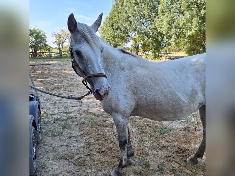 Appaloosa Giumenta 18 Anni 150 cm Baio roano in Tulln