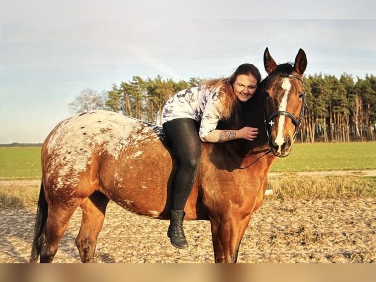 Appaloosa Giumenta 18 Anni 150 cm in Lübbow