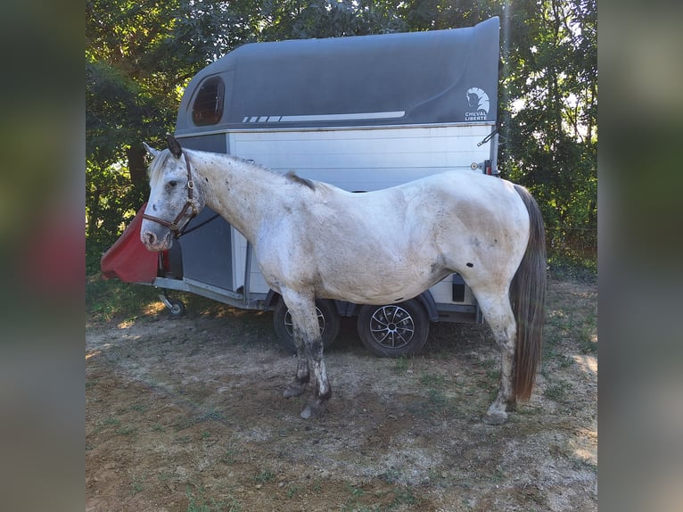 Appaloosa Giumenta 18 Anni 150 cm in TULLN