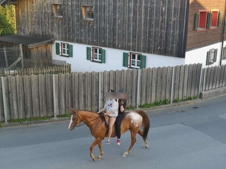 Appaloosa Giumenta 18 Anni 155 cm Sauro in Achenkirch