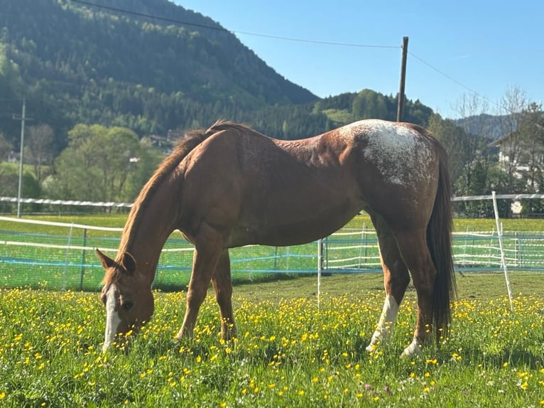 Appaloosa Giumenta 18 Anni 155 cm Sauro in Achenkirch