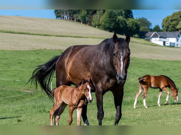 Appaloosa Giumenta 18 Anni 160 cm Baio scuro in Lindlar