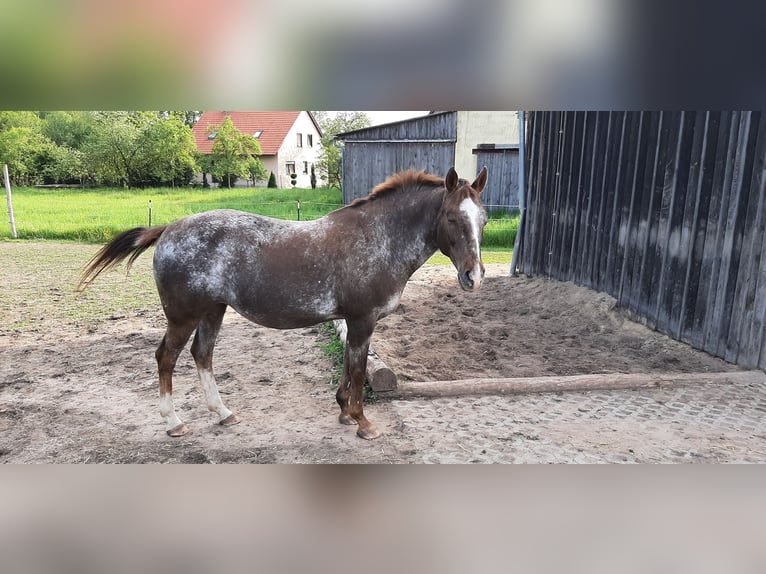 Appaloosa Giumenta 18 Anni 160 cm Roano rosso in Scheinfeld