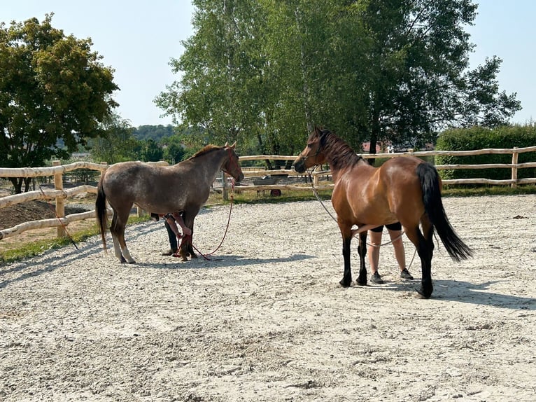 Appaloosa Giumenta 18 Anni 160 cm Roano rosso in Scheinfeld