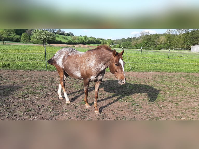 Appaloosa Giumenta 18 Anni 160 cm Roano rosso in Scheinfeld