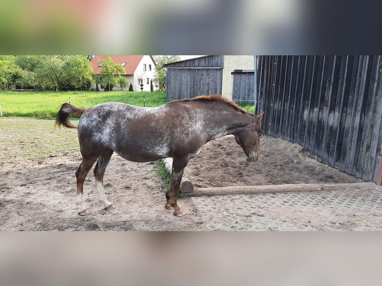 Appaloosa Giumenta 18 Anni 160 cm Roano rosso in Scheinfeld