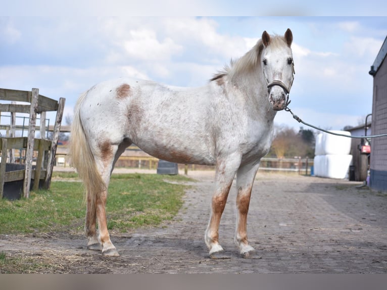 Appaloosa Giumenta 19 Anni 148 cm Baio roano in Achtmaal