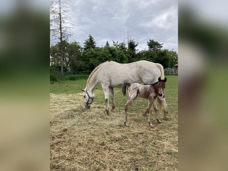 Appaloosa Giumenta 19 Anni 154 cm Falbo baio in Pappenheim